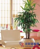 成都草坪建植及養(yǎng)護(hù)